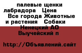 палевые щенки лабрадора › Цена ­ 30 000 - Все города Животные и растения » Собаки   . Ненецкий АО,Выучейский п.